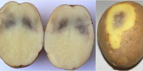 Zašto krompir crni iznutra tokom skladištenja